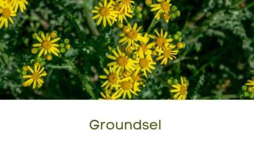 Groundsel _ herbal uses