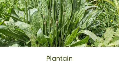 Herbal Medicine Chest... 9 Plantain Herbal Uses