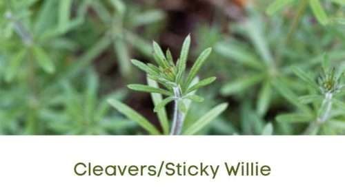cleavers / sticky willie