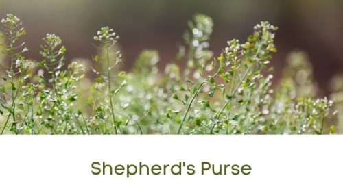 shepherds purse plant