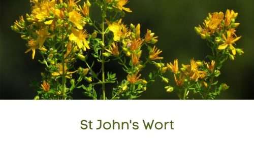 Herbal Medicine Chest... 10 St John's wort - Herbal Uses