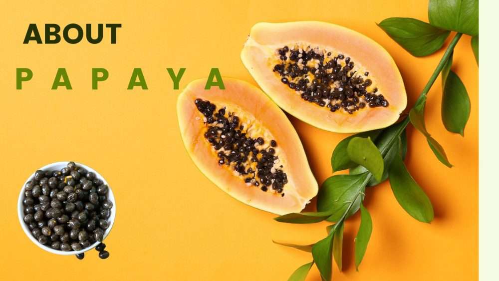 Papaya Leaf and Enzymes