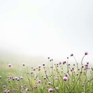 Allergy Relief